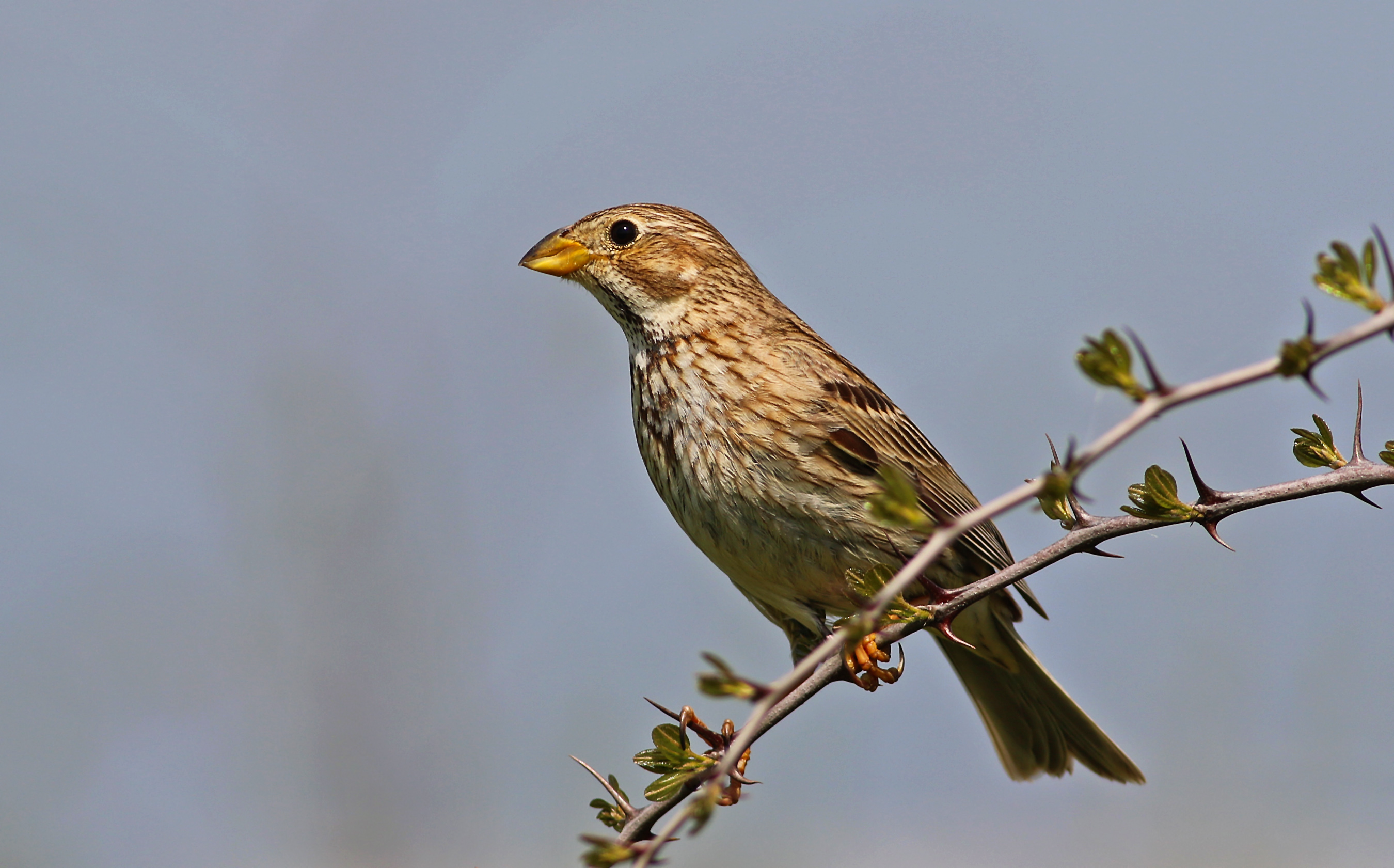 Corn Bunting